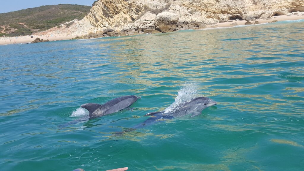 Local Caves & Dolphins Tour from Salema
