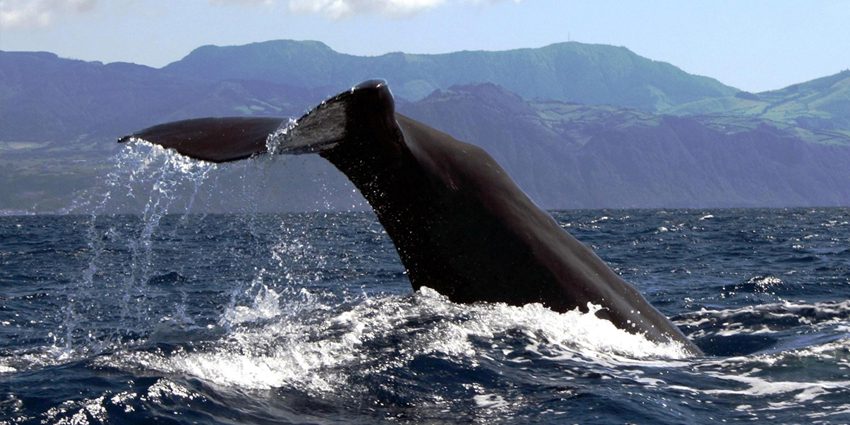 Azores: Whale Watching & Islet Boat Tour
