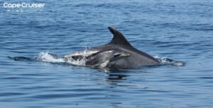 Sagres: Avistamiento de Delfines