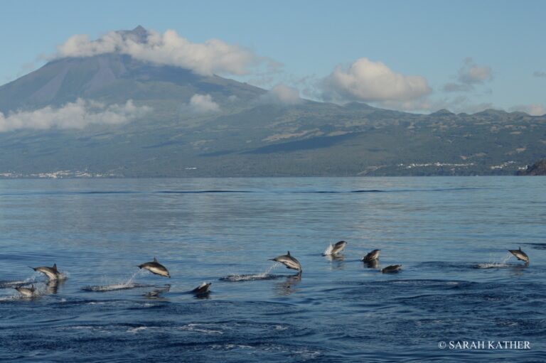 Avistaje de ballenas y delfines en la Isla del Pico