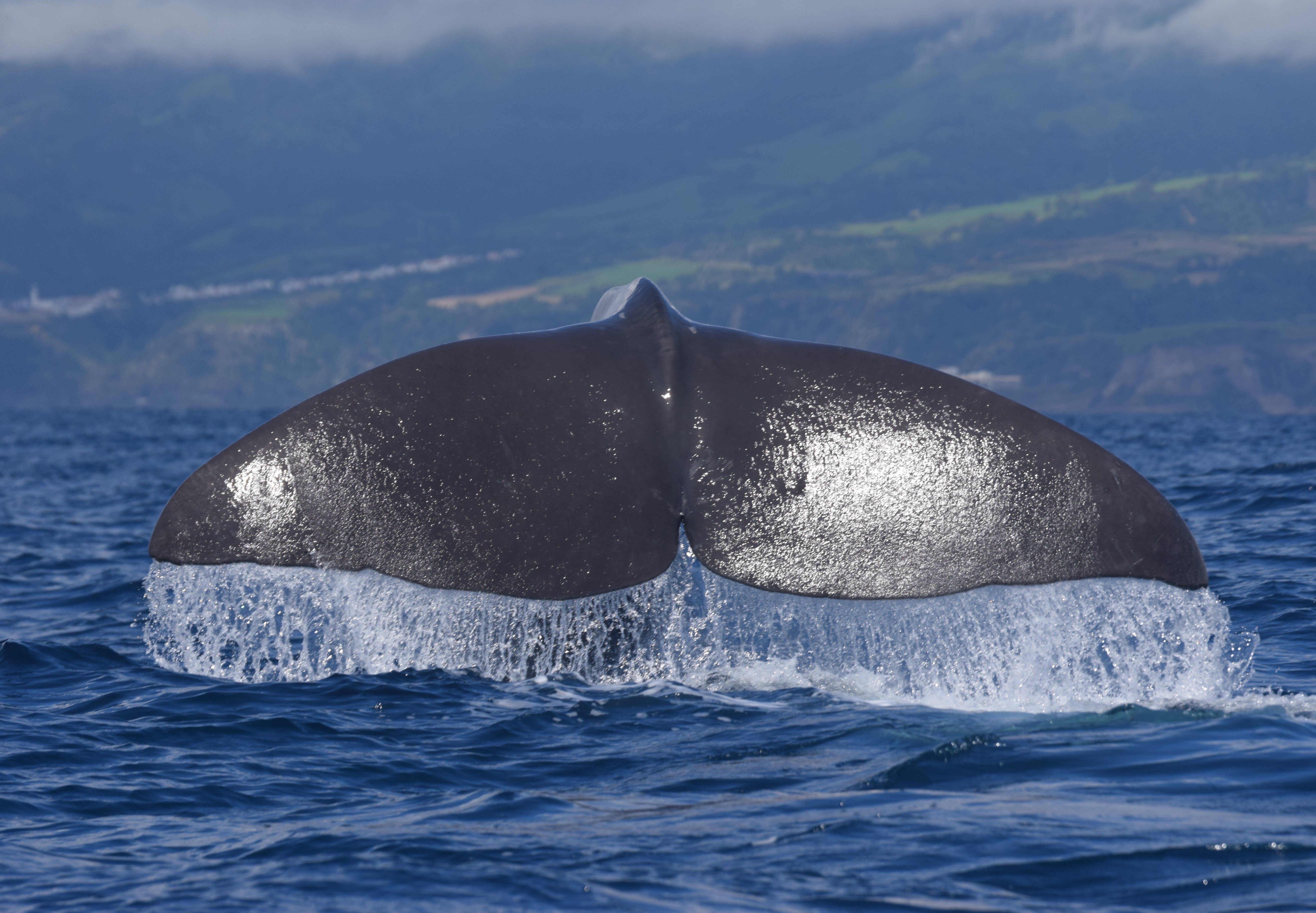 Whale Watching in São Miguel – Catamaran