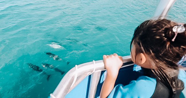 Dolphin Watching & Reef Snorkeling in Waianae