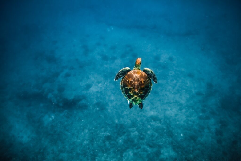 Snorkel with Turtles from Kewalo