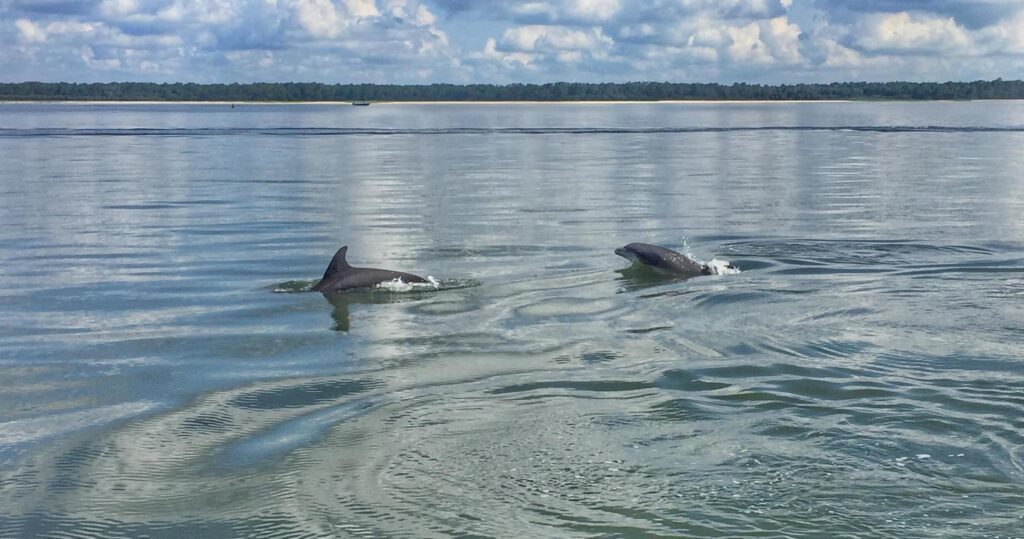 Dolphin Boat Tour in Hilton Head
