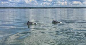 Passeio de barco com golfinhos em Hilton Head