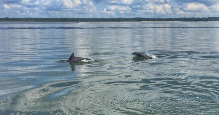 Excursión en barco con delfines en Hilton Head
