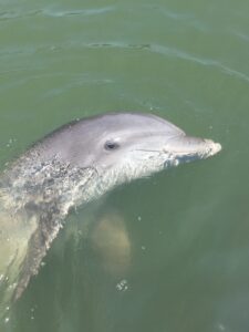 Excursão à Ilha do Desaparecimento e aos Golfinhos em Hilton Head