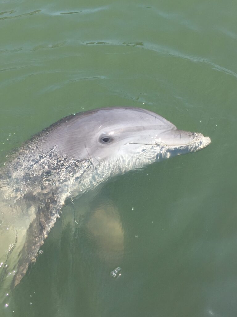 Disappearing Island and Dolphin Tour in Hilton Head