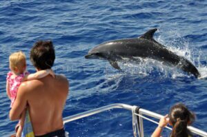Whales and Dolphin Watching Tour with Swimming in Gran Canaria