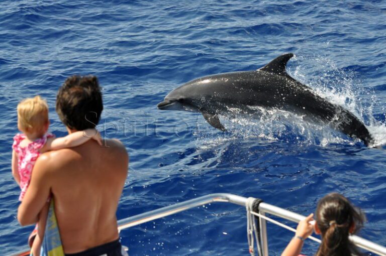 Excursión de avistamiento de ballenas y delfines con baño en Gran Canaria