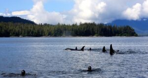 Excursão de mergulho com snorkel em Ketchikan