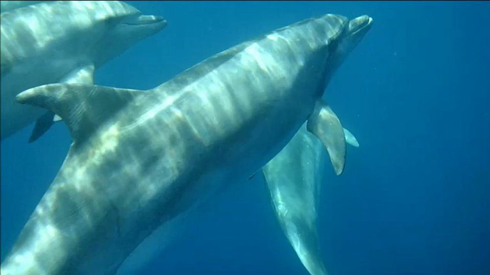 Benagil and Dolphin Watching in Portimão
