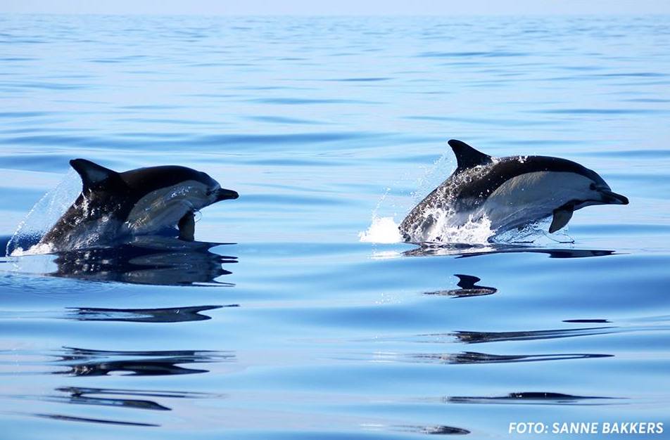 Dolphin and Whale Watching in Azores