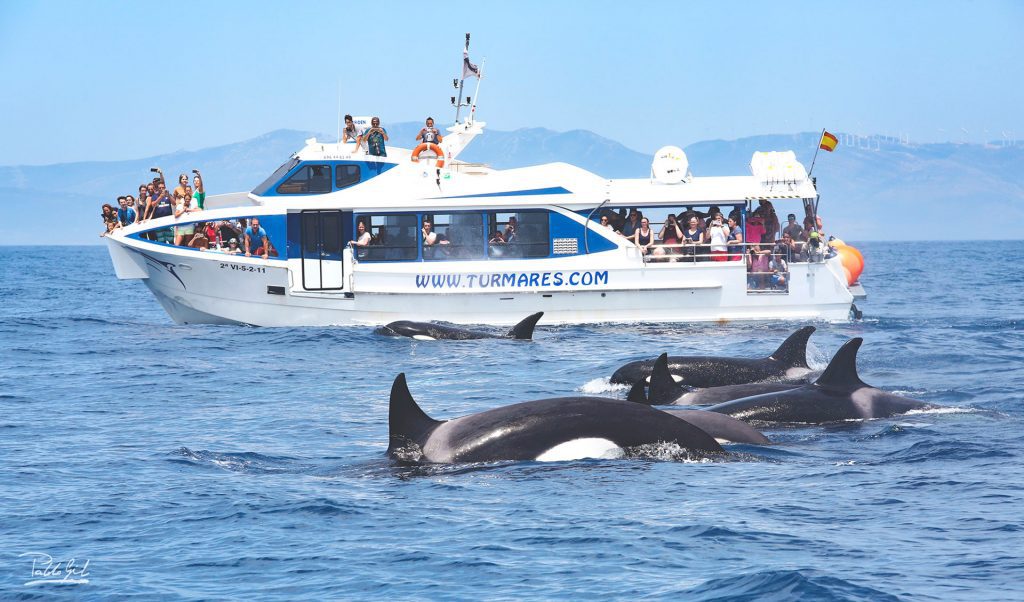 Dolphin and Whale Watching in Tarifa