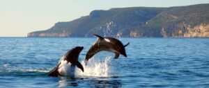 Avistaje de delfines en el Parque Nacional de Arrábida