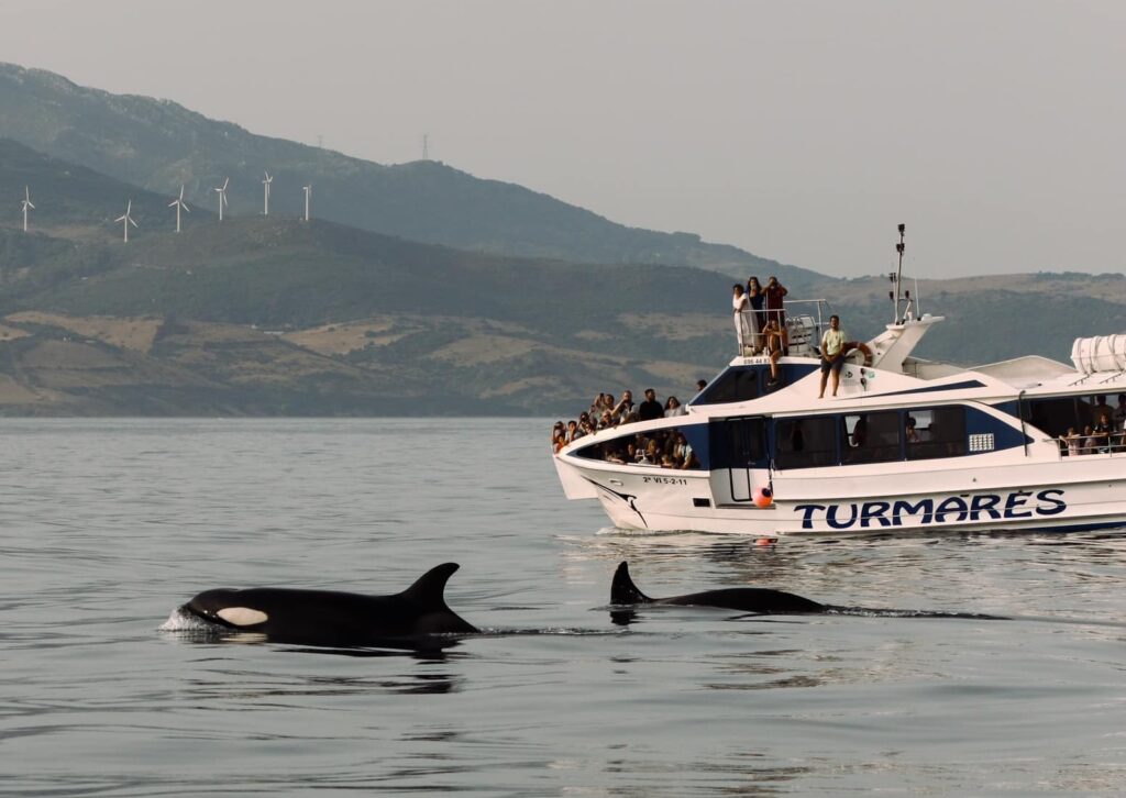 Orca Watching in Tarifa (July & August)