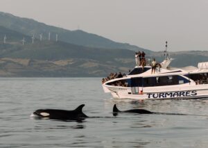 Orca Watching in Tarifa (July & August)