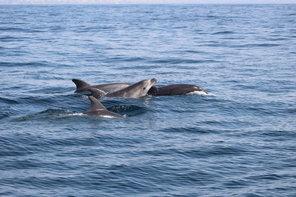 Boat Tour to the Dolphins in Lagos