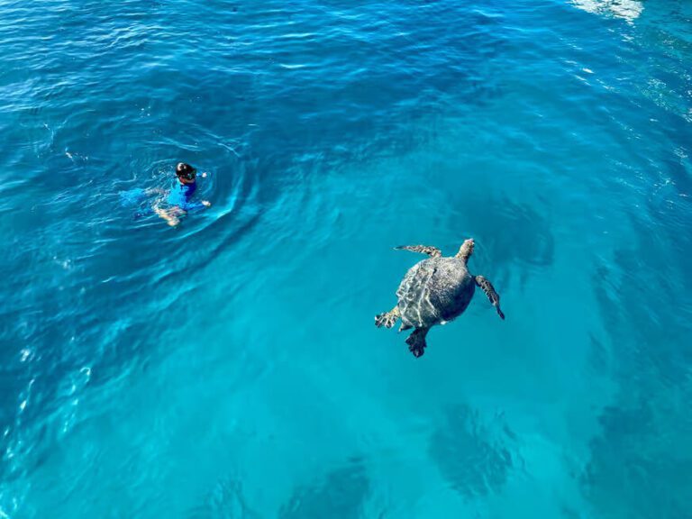 Snorkelen met schildpadden in Waikiki
