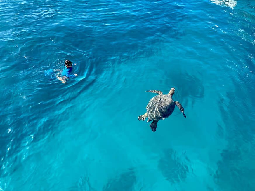 Snorkeling with Turtles in Waikiki