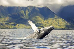 Whale Watching Tour in Waianae