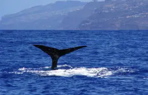 Whale & Dolphin Watching Boat Trip from Madeira