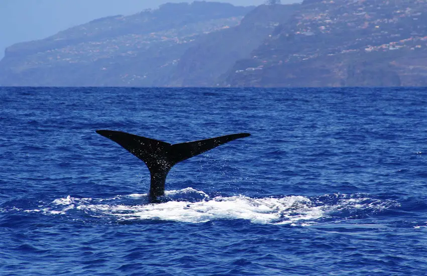 Whale & Dolphin Watching Boat Trip from Madeira