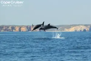 Excursión en barco para ver cuevas y delfines en Sagres