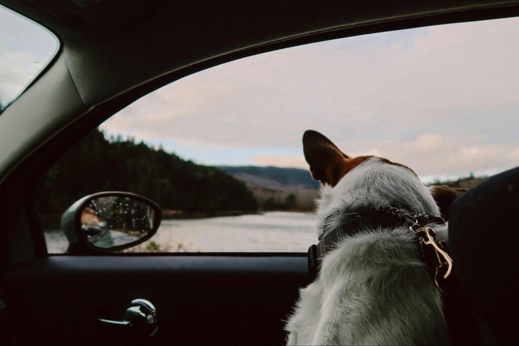 Wandering with your best friend: Pet-friendly travel easy