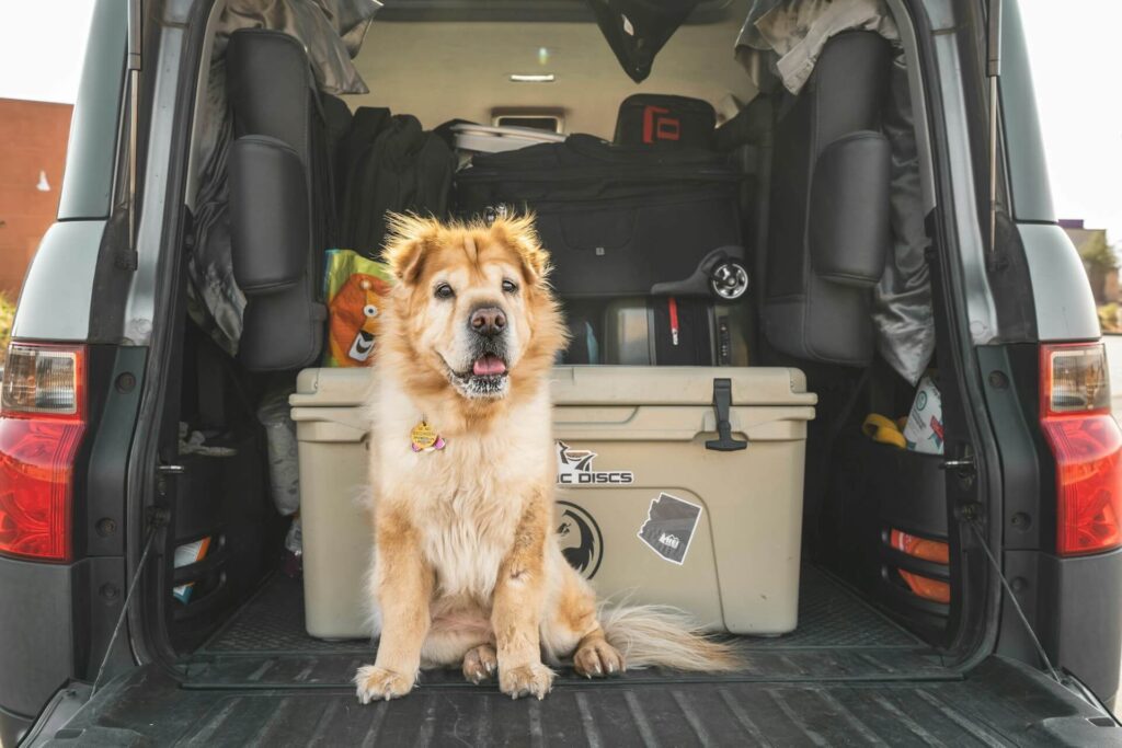 Cute dog in truck of car