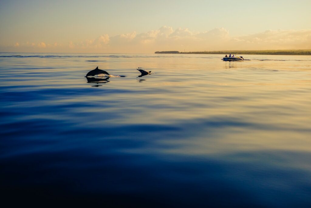Wild dolphins during sunset