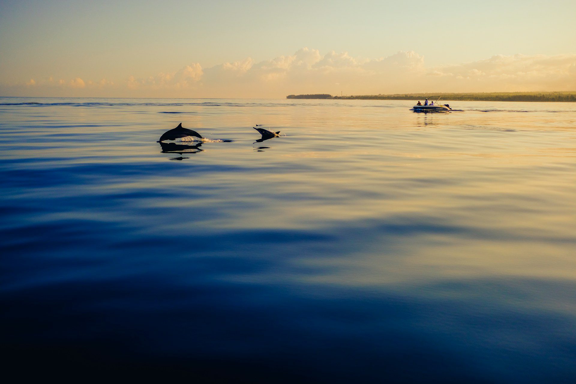 Wild dolphins during sunset