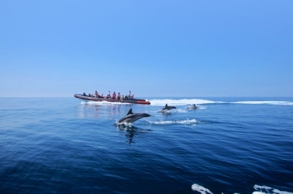 Dolphin and Caves Boat Trip in Vilamoura