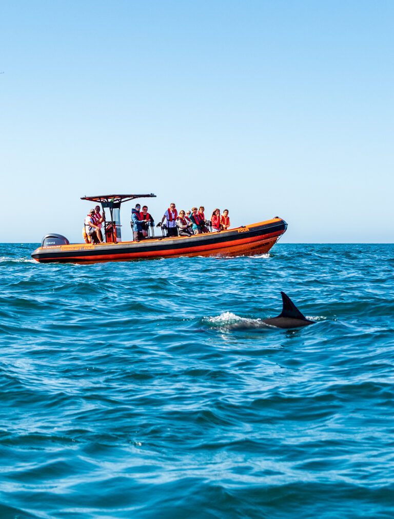 Visita de los delfines de Cascais