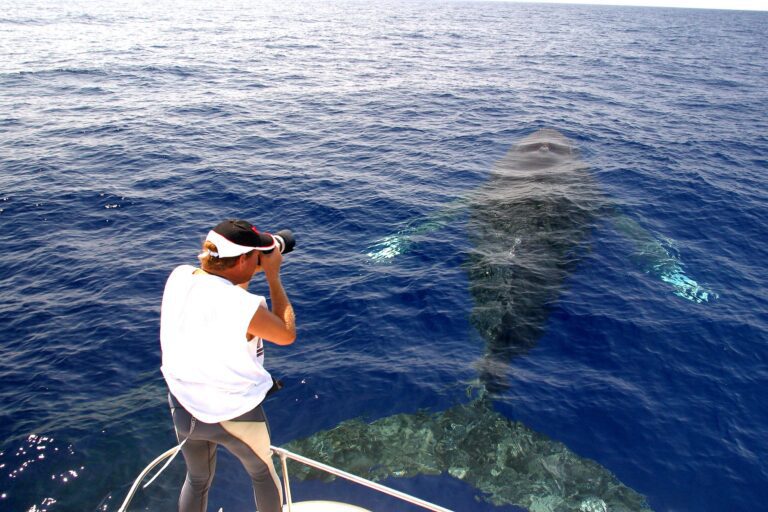 Avistaje de ballenas en catamarán en Kailua-Kona