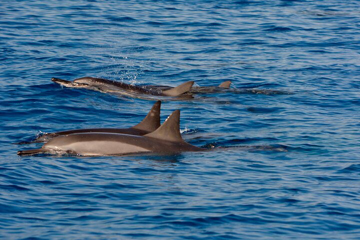 Todo lo que necesitas saber sobre el avistamiento de delfines en Ferragudo