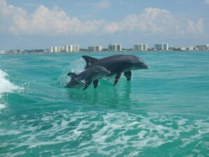 Cruzeiro com golfinhos em Destin