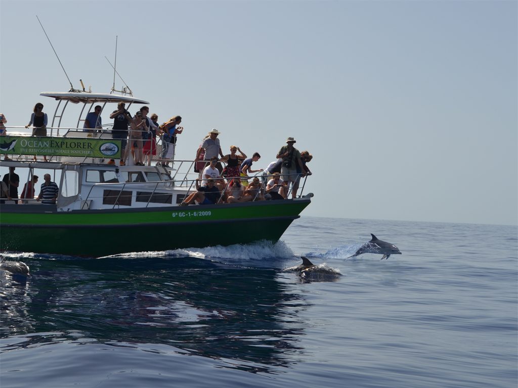 Whale and Dolphin Watching in La Palma
