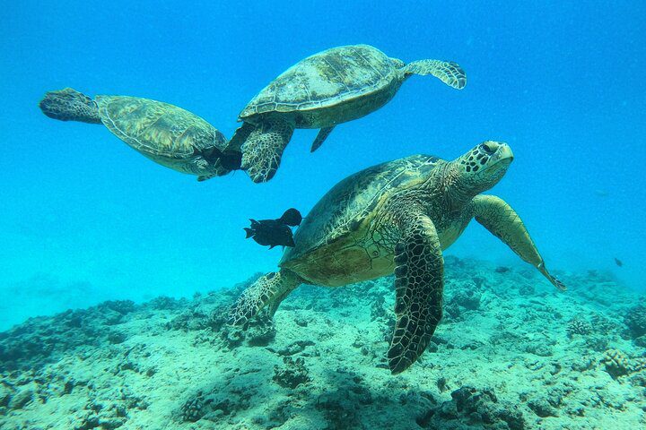 Discover Scuba Diving in Honolulu