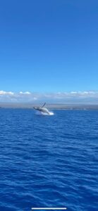 Whale Watching in Maalaea