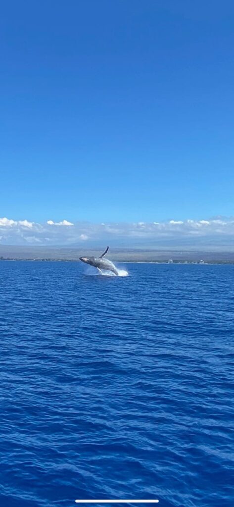 Whale Watching in Maalaea