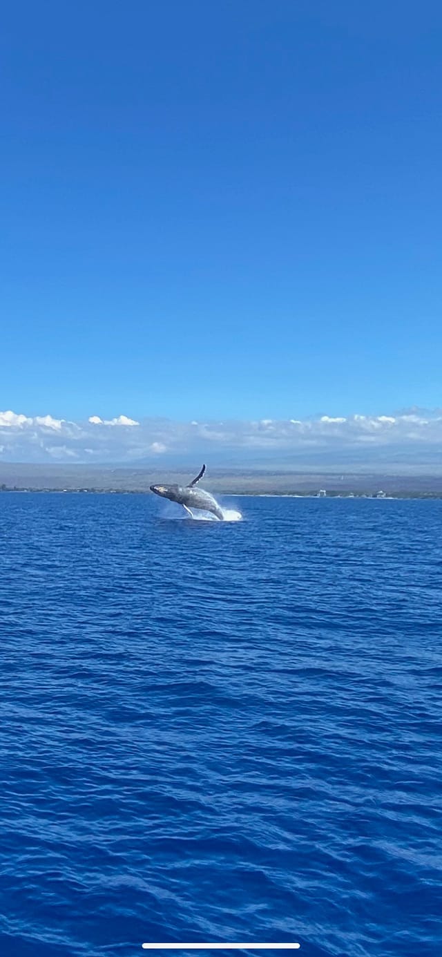 Observación de ballenas en Maalaea