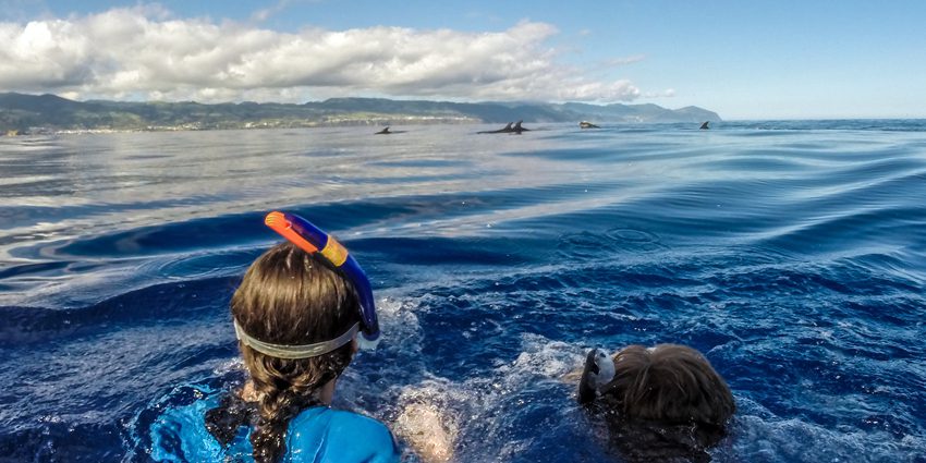Azores Swim with Dolphins Atlantic Experience