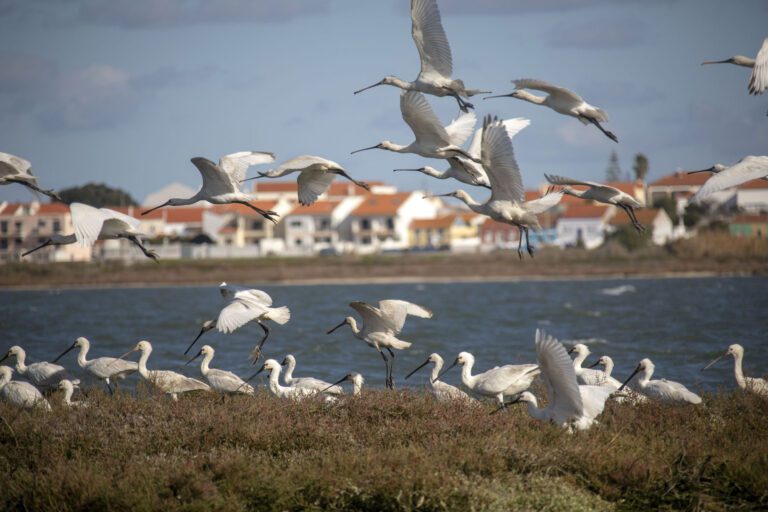 Observación de aves en Lisboa