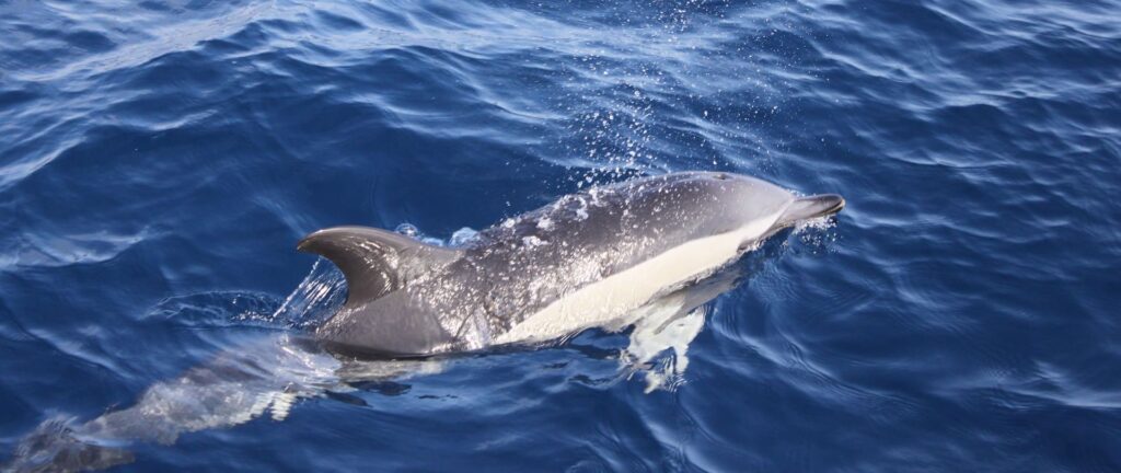Dolphin Watching in Lanzarote