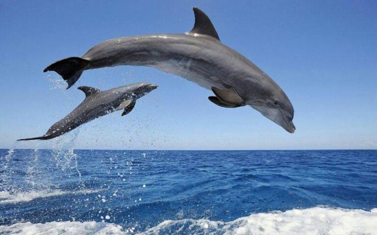 Velacion costera y delfines en Tenerife