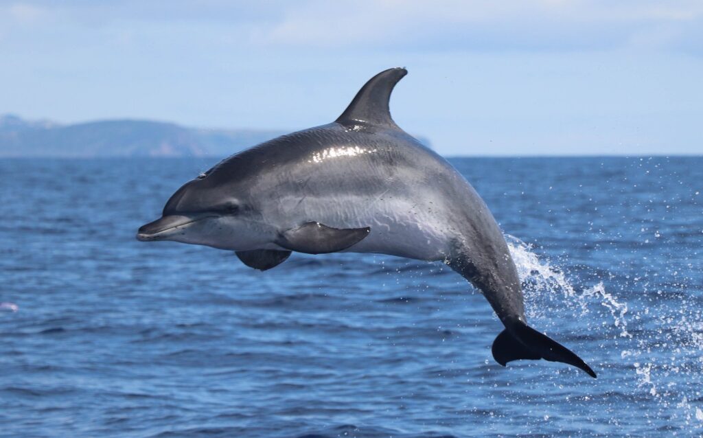 Whale Watching from Horta with Marine Biologists