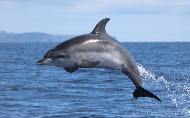 Whale Watching from Horta with Marine Biologists