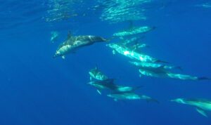 Funchal: Swimming with Dolphins in Madeira