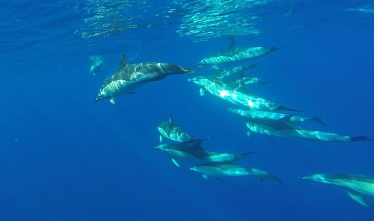 Funchal: Nada con Delfines en Madeira